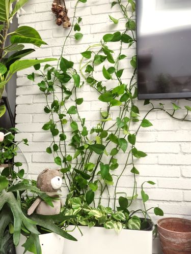 我的绿萝终于整齐上墙了_绿萝_家居家装_家居装饰