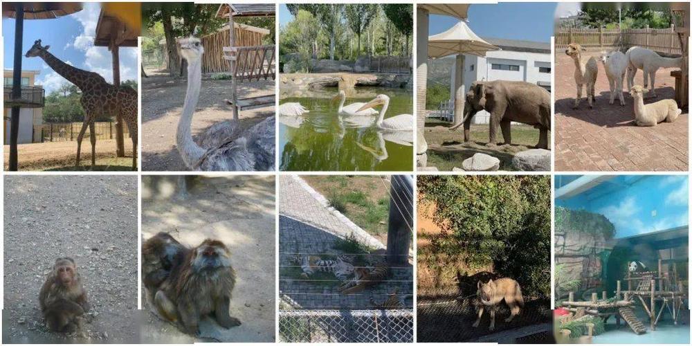 呼市的动物园现在变成这样的了!有熊猫,长颈鹿.