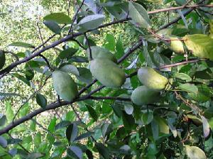 木瓜[蔷薇科木瓜属植物]