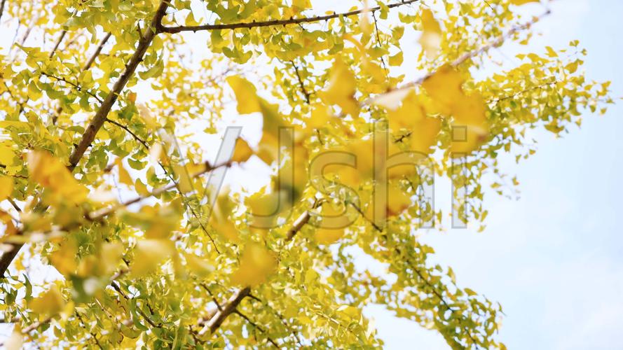 秋天唯美银杏叶