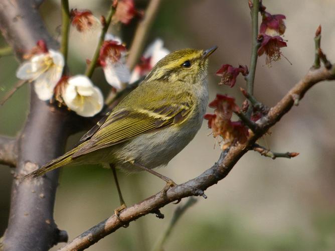 小小鸟儿亦恋梅 [黄腰柳莺百态图]