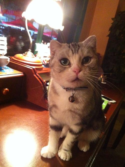 可爱的土匪与花轮,猫好也要拍的好