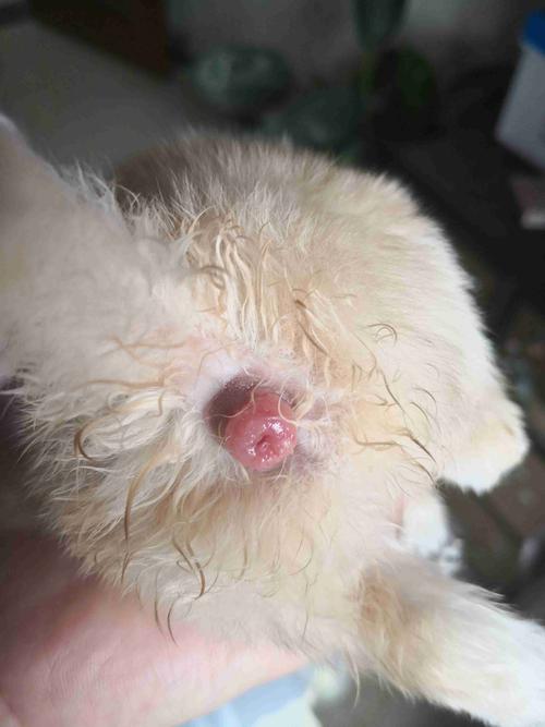 新出生的小狗狗肛门红肿外翻怎么回事?怎么治疗?