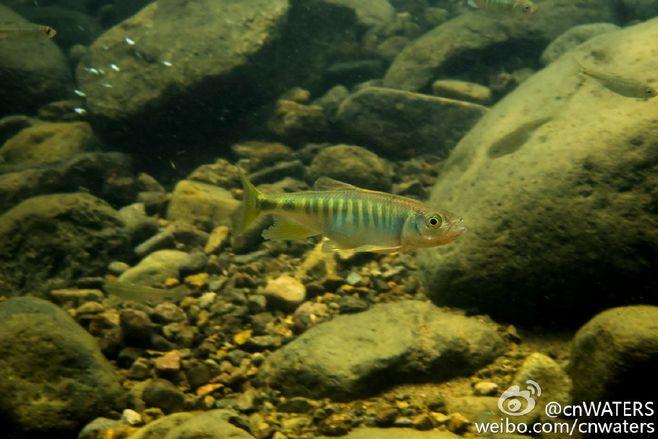 浙江马口鱲"opsariichthys .