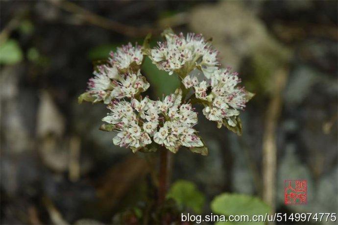 【别名】;岩白菜,马耳朵草,龙舌草,岩窝鸡,岩乌金菜,龙香草.