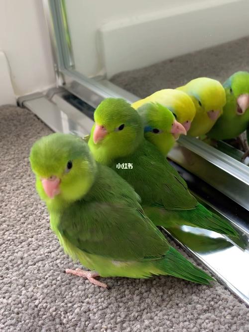 关于太平洋鹦鹉_鹦鹉_robina攻略_手养鹦鹉_宠物_宠物