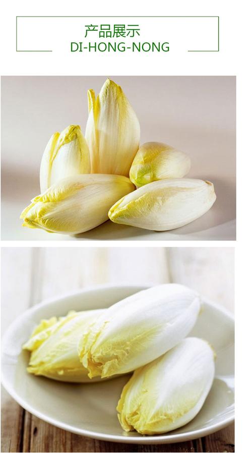 【xj】金玉兰500g 玉兰菜 苦白菜 西餐沙拉生菜 新鲜蔬菜 产发