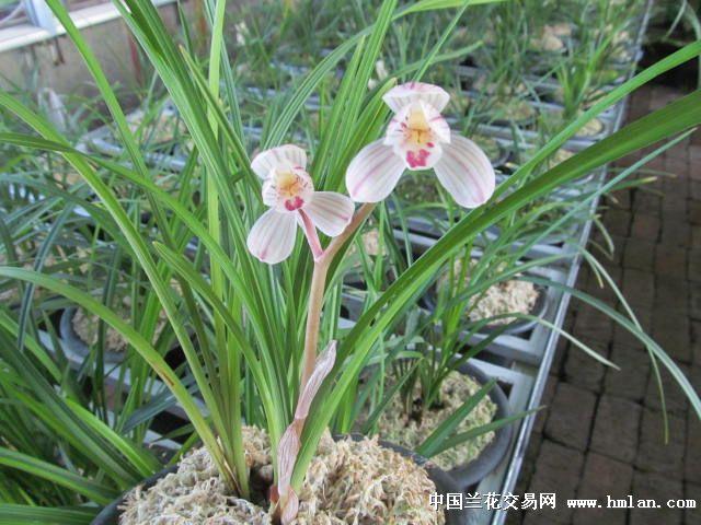 刚开的出水芙蓉与荷之冠(2014)-莲瓣篇-中国兰花交易