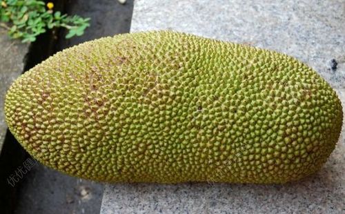 菠萝蜜太多了怎么办?菠萝蜜太大怎么保存?[多图]