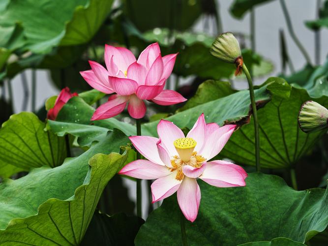 小池(一)