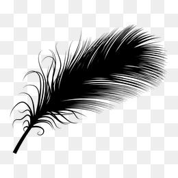 羽毛黑白图片大全