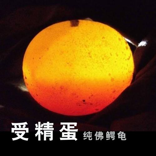 2107年热销爆款 纯佛鳄龟蛋 爆刺鳄龟蛋 原种佛鳄鳄龟蛋 限时出售