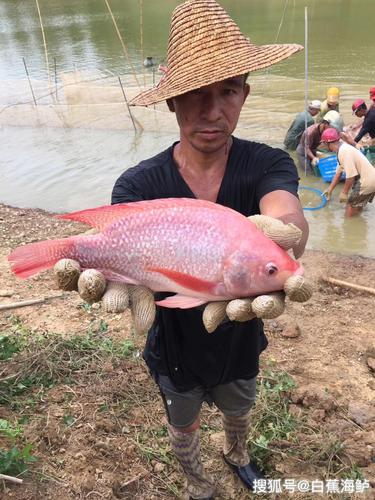 红罗非鱼价格彩虹鲷批发价格行情