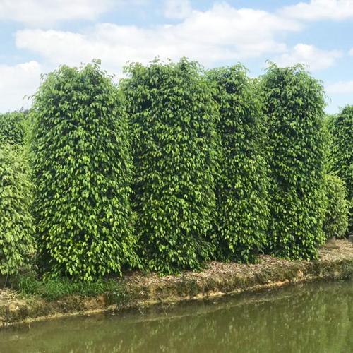 高度2米 冠1米 福建垂叶榕柱价格 漳州垂叶榕柱批发基地