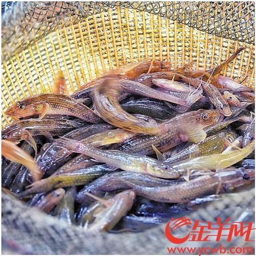 新鲜捕捞的河鲜