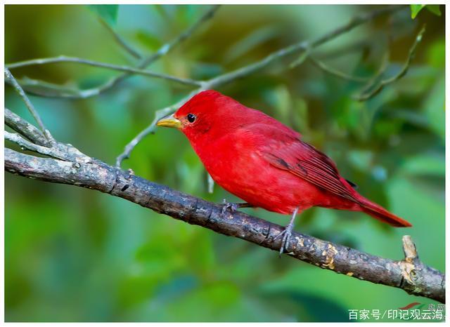 世界十大红色鸟