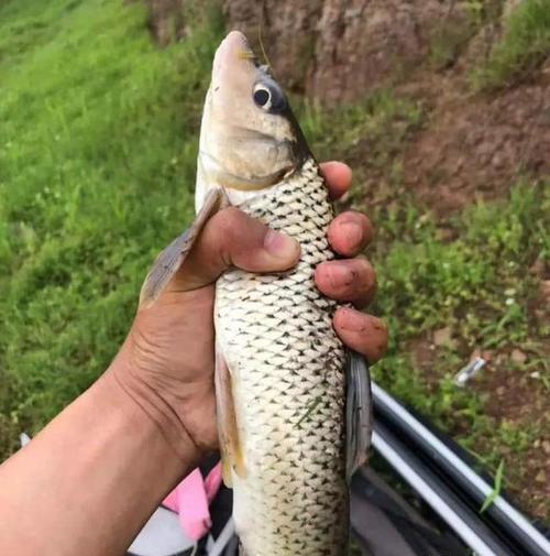 花姑娘鱼难点在于钓法详解野钓稀缺鱼种花鮕