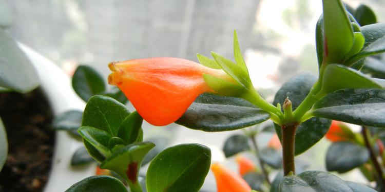 金鱼吊兰什么时候开花 盆