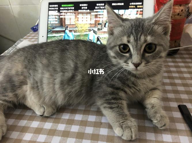 这到底是什么串串小猫咪_猫咪_串串_英短_曼基康_猫舍