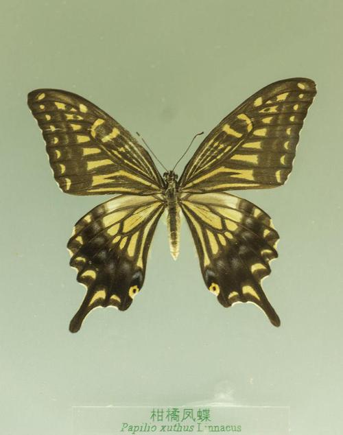 柑橘凤蝶成虫翅面浅黄绿色,脉纹两侧黑色;前后翅外缘有黑色宽带,宽带