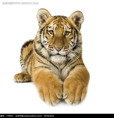 双爪搭在前面的老虎图片