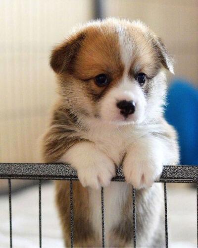 摸摸可爱的小狗头.ins:myfavcorgi