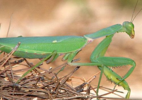 世界上最大最凶的螳螂