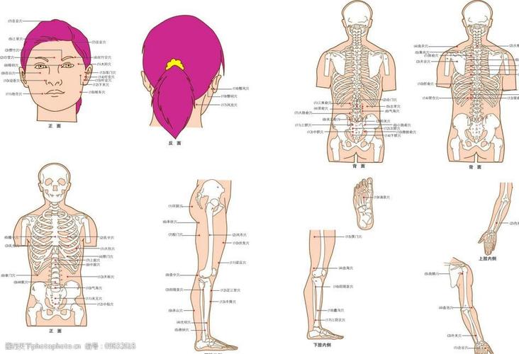 关键词:人体经络穴位 人体 穴位 骨骼 胳膊穴位 腿穴位 脚穴位 经络