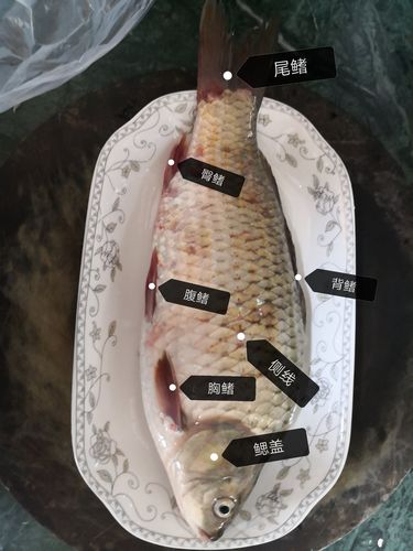 鱼的解剖 - 美篇