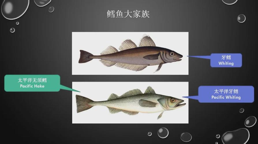 樊哥话生鲜:全球鳕鱼品种及主要鳕鱼渔业