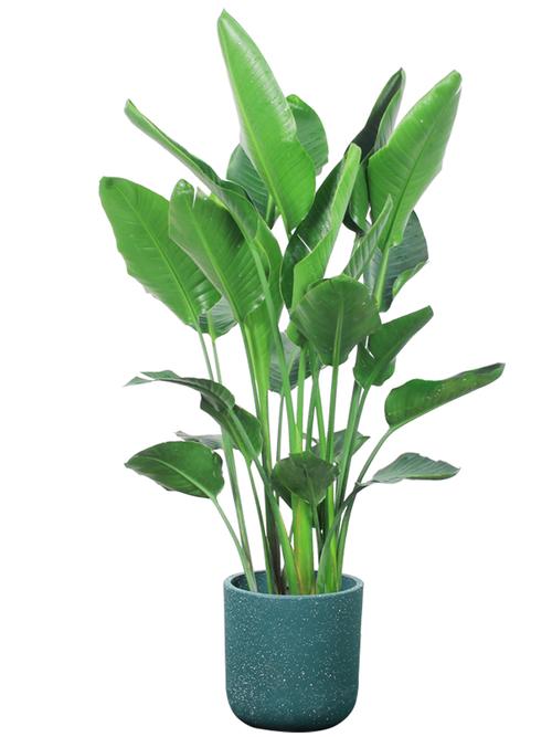 天堂鸟鹤望兰盆栽绿植花卉大型植物客厅办公室内北欧风格吸甲醛