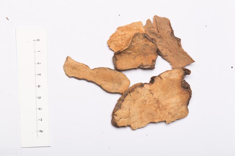 土茯苓与茯苓的区别(图片教你区分作用和功效)