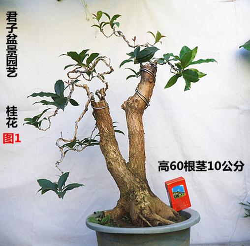 桂花盆景造型桂花流苏嫁接的桂花老金桂八月桂实物盆景桂花树桩