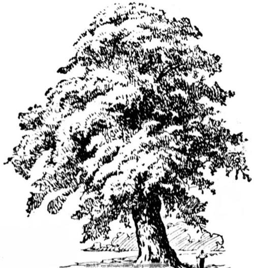 各种各样 | 树的素描写生作品