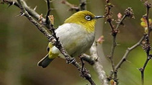 绣眼快速分公母的方法