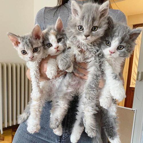 虽然现在大多数的塞尔凯克卷毛猫天生是卷发,但也有一些天生