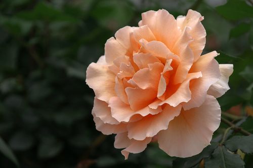 花儿朵朵