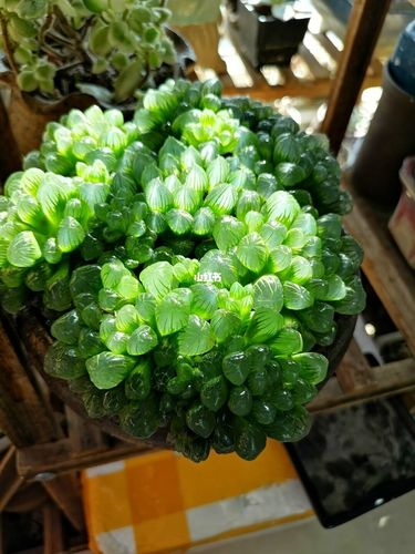 玉露爆盆了_多肉植物_多肉控_家居家装_家居装饰