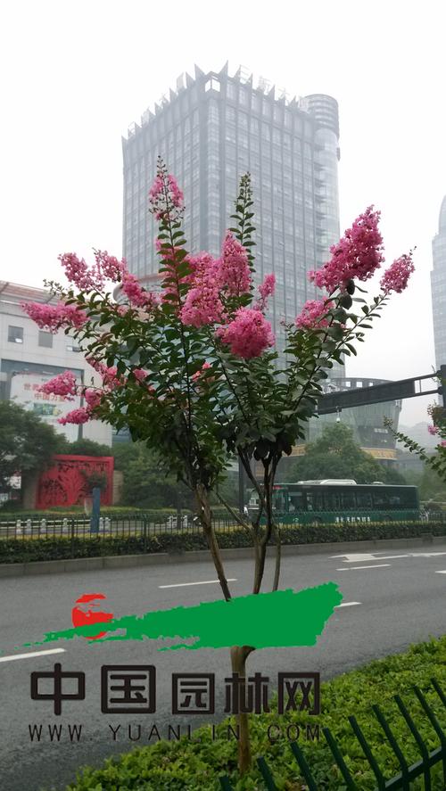 杭州行道树"百日红"开始进入花期