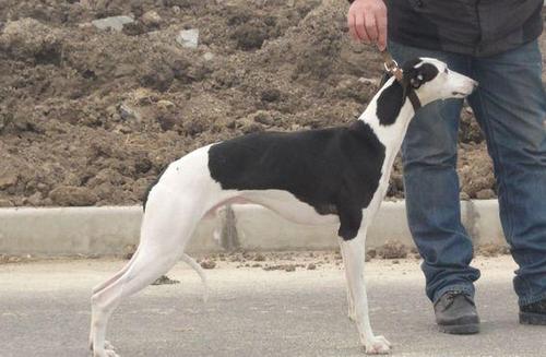 纯种格力犬多少钱一只