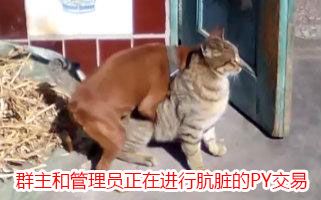 屁眼交易表情包:群主和管理员正在进行肮脏的py交易