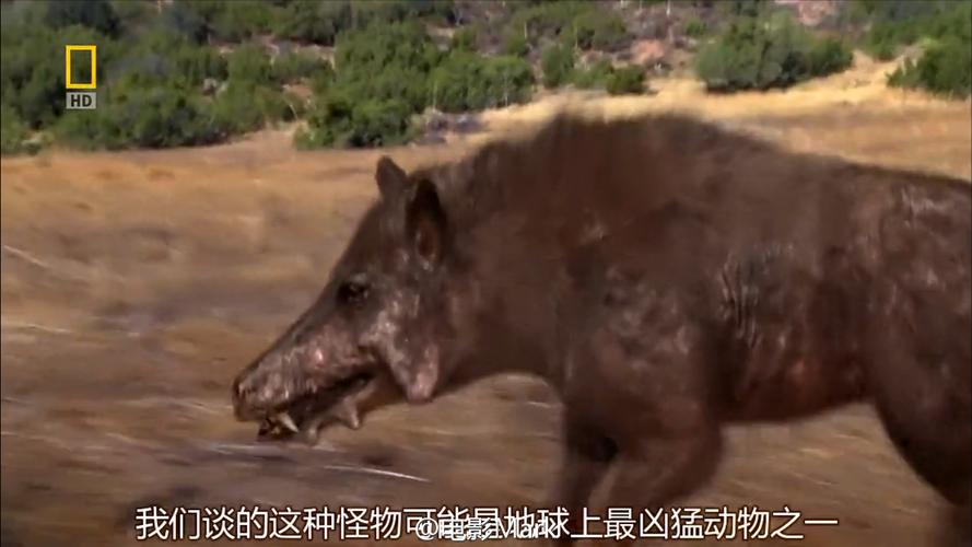 ②巨豺齿兽:  ③巨齿鲨:  ④短面熊:  ⑤恐狼:  ⑥剑齿虎:  ⑦完齿猪