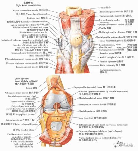 最全下肢解剖汇总赶紧收藏起来