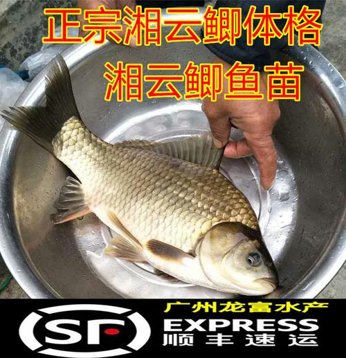 热销大草鱼活鱼_特大种湘云鲫鱼苗 工程鲫鱼苗 湘云鲫鱼苗 鲫鱼苗