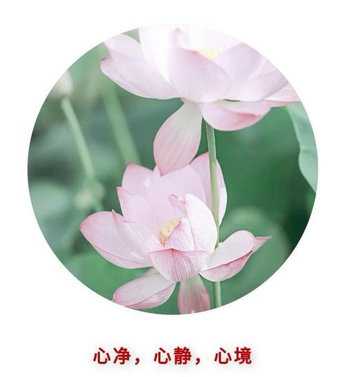 心净心静心境