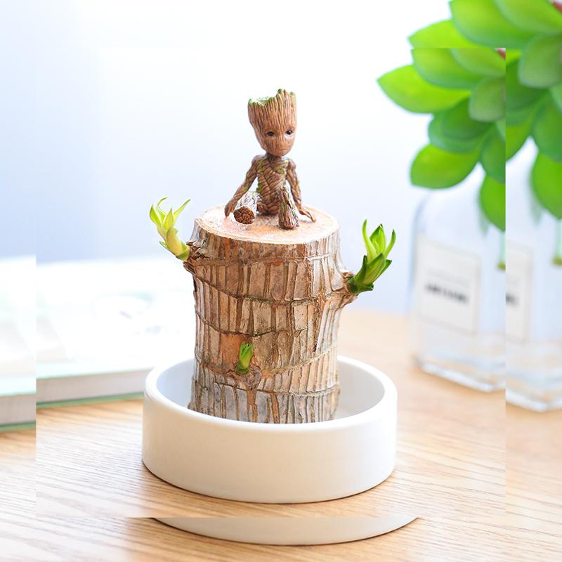 古达 巴西木幸运木水养格鲁特小盆栽好养绿植室内卧室