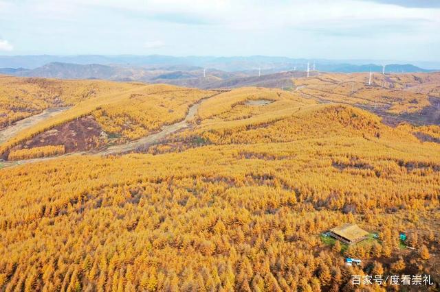 深秋时节,崇礼区秋色浓郁,漫山遍野的金黄松林把崇山峻岭装扮成一幅美