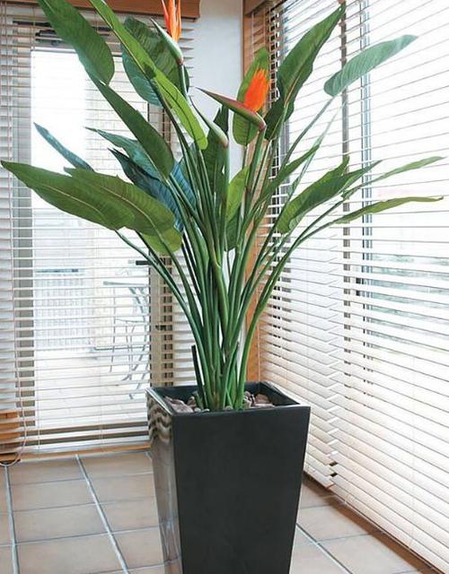 养植"天堂鸟花",有5个地方比较适合,不会枯萎,还能长得旺