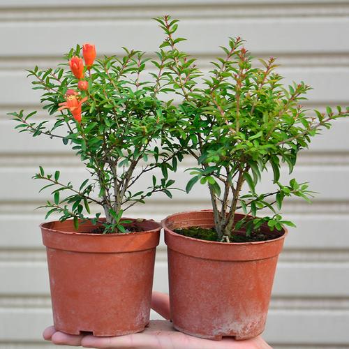 澜墨石榴树观赏盆栽果树种苗盆景庭院阳台绿植花卉四季开花植物可结果