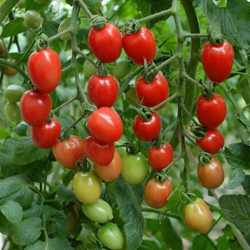 圣女果种子 樱桃小番茄高产西红柿种子家庭园艺蔬果种植